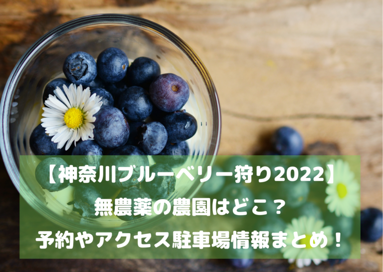 【神奈川ブルーベリー狩り】無農薬の農園はどこ？予約やアクセス駐車場情報まとめ！イメージ画像