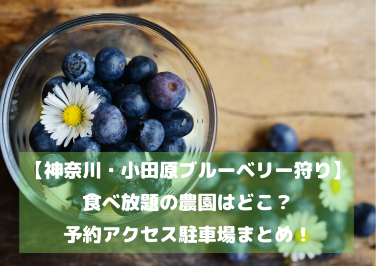 【神奈川・小田原ブルーベリー狩り】食べ放題の農園はどこ？予約アクセス駐車場まとめ！