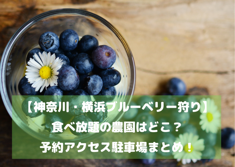 【神奈川・横浜ブルーベリー狩り】食べ放題の農園はどこ？予約アクセス駐車場情報まとめ！