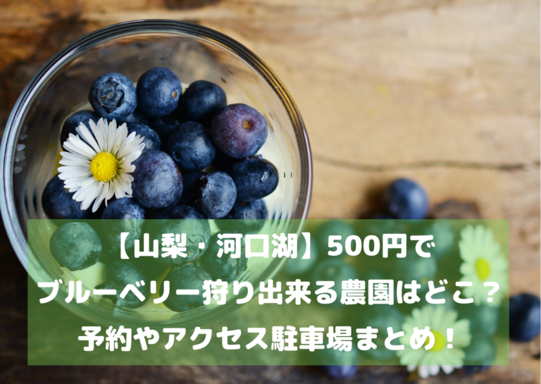 【山梨・河口湖】500円でブルーベリー狩りできる農園はどこ？予約アクセス駐車場まとめ！イメージ画像