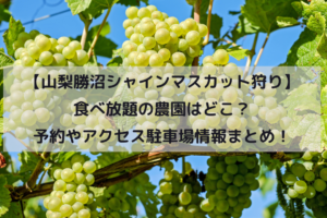 【山梨勝沼シャインマスカット狩り】食べ放題の農園はどこ？予約やアクセス駐車場情報まとめ！イメージ画像